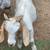 Boer Cross Wethers / Nubian cross Doe 2 thumbnail