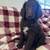 Rehoming Standard poodle puppies 3 thumbnail