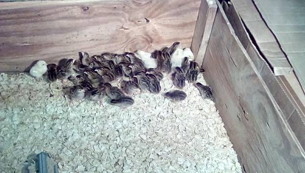Guinea 1