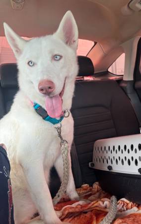 Siberian husky female (Woodlands)63859317185155121