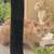 Found cat 1 thumbnail