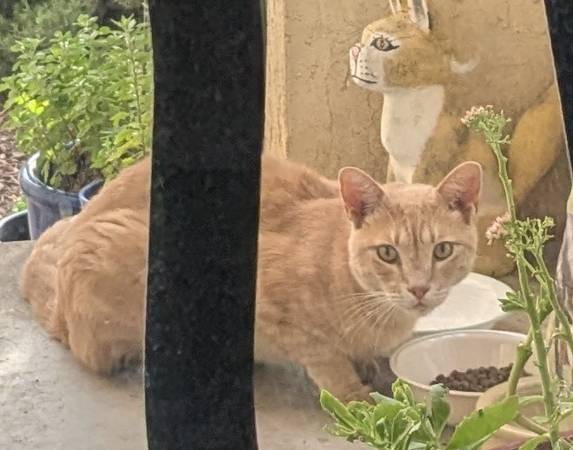 Found cat 1