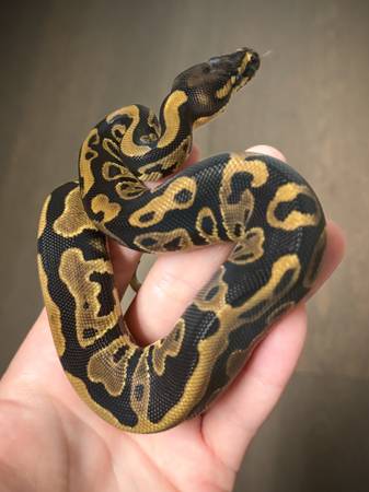 Leopard Ball Python (Bolingbrook)63848346031235120