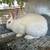 Rabbits 8 thumbnail