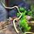 Albino Carpet Python 4 thumbnail