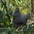Young hens 10 thumbnail