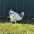 6 free laying hens 3 thumbnail
