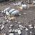 Mangalitsa piglets 2 thumbnail