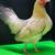Italian Mini Leghorn Bantam Chicken 1 thumbnail