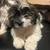 Mixed Shih Tzu with poodle 4 thumbnail