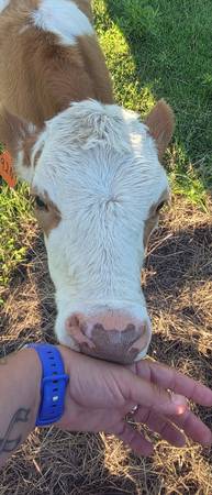 Simmatal heifer 1