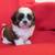Shih Tzu puppy (Males) 6 thumbnail