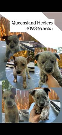 Australian cattle pups 1