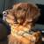 Handsome Golden Retriever Available for Stud 4 thumbnail