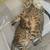 Siberian Savannah Kittens 2 thumbnail
