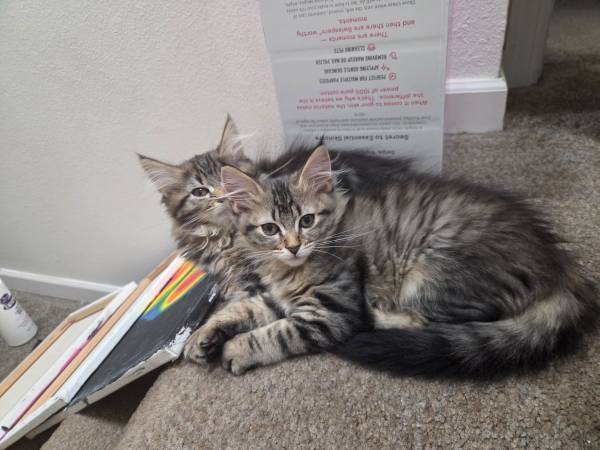 2 kittens need indoor home (kenmore)