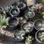Cactus plant; Large and small Agave Parryi Truncata 4 thumbnail