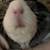 Two Sweet Guinea Pigs 10 thumbnail
