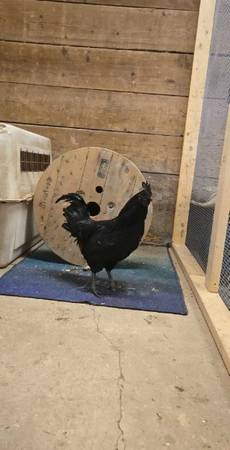 Ayam Cemani Rooster 1