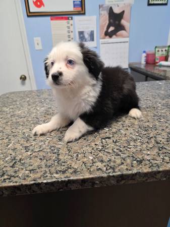 Mini aussie con cola63687883474051120