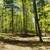 Marinette County Hardwood Forest North of Crivitz 3 thumbnail