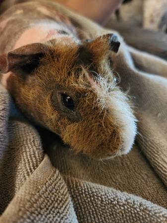 Conejo desnudo skinny pig MACHO (Willington)63873144746115122