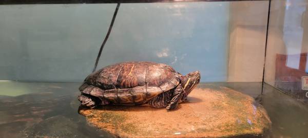 Need to re-home 2 red eared slider turtles (Torrance)63953816473603122