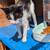 Female barn cat 1 thumbnail