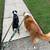 Dog Boarding Services - Central Florida Area (Seminole County) 10 thumbnail
