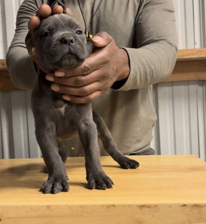 AKC/ICCF Cane Corso (Atlanta)63922481685762122