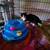 Altered kittens with shots and paperwork for adoption 3 thumbnail