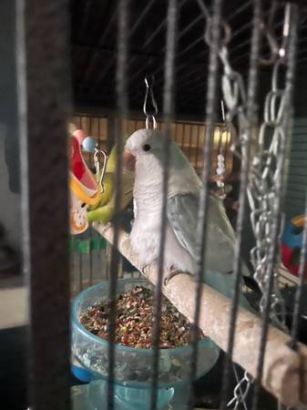 Pair of Quaker Parrots (Beulaville)63619037255683123