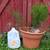 Ming Asparagus Fern - RARE houseplant - Asparagus retrofractus 2 thumbnail