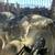 Pigs for sale /puercos de venta 2 thumbnail