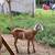 Nubian Mama Goat & Doeling for Sale 2 thumbnail