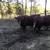 5 Red Angus Bulls 6 thumbnail