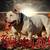 American bully pocket 6 thumbnail