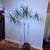 Decorative palm trees🌴DELIVERY🎅Dragon tree.Dracaena Marginata.Plants 3 thumbnail