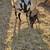 Goats 2 thumbnail