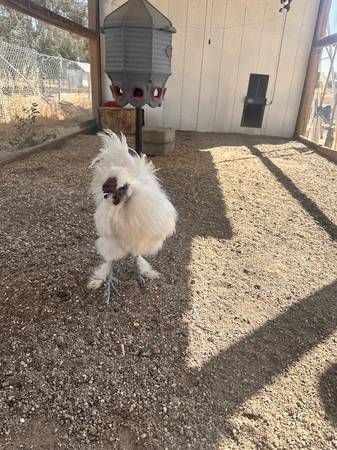 Gallo White Silkie (Madera Ranchos)63798796108801121