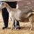 Nigerian dwarf  doelings,  doe is SOLD 8 thumbnail