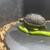Redfoot Tortoise 3 thumbnail