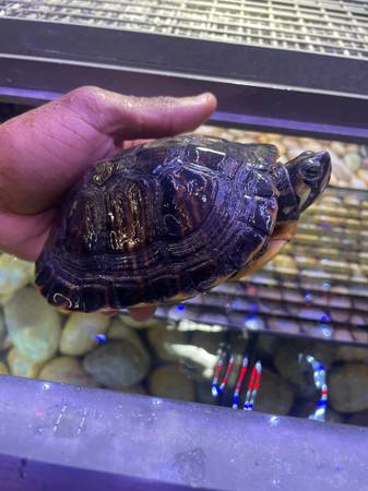 Las tortugas necesitan un hogar para siempre63686605068803121