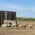 doper sheep 4 thumbnail