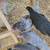 Australorp Hens, now laying 2 thumbnail