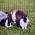 Dutch Bunnies 1 thumbnail