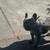 French Bulldog Looking for a Loving Home 3 thumbnail