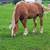 4 yr old sorrel Belgian Gelding rides & drives 4 thumbnail