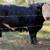 Simmental bull 1 thumbnail