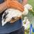 Young Ducks! 2 thumbnail